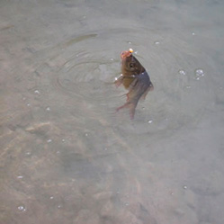 Teubelwald pond Kleinarl 2