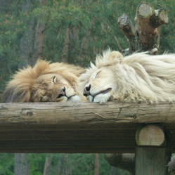 Zoo Hellbrunn 2 RKB by Zofia Klopotek pixelio